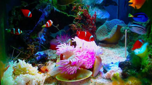 「relaxing music and video for stress relief. #live #fish #pet 🐠no regrets time🐟」的副本 смотреть онлайн