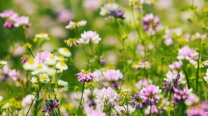 Полевой Клевер и Полевые Ромашки (кузнечики) | Футажи красивая природа [FullHD]