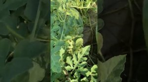 Арбуз Сармат f1 2021