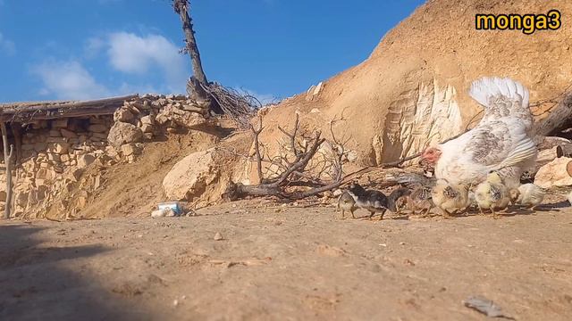 Nomadic Family: Cooking Traditional Nomadic Dishes