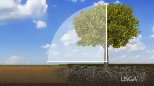 Fore The Golfer: Trees On The Golf Course смотреть онлайн