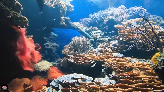 12 часов музыки для успокоения, музыкадлярелакса,музыкадля медитации,музыкадляйоги, музыкадляотдыха смотреть онлайн