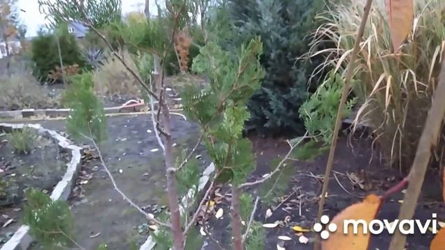 Туя голден брабант, перша стрижка ? смотреть онлайн