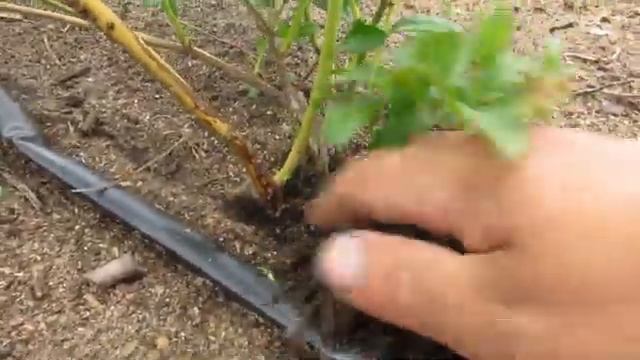 Инсектицидный порошок Фенаксин смотреть онлайн