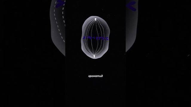 Как происходит деление клетки? #Shorts смотреть онлайн