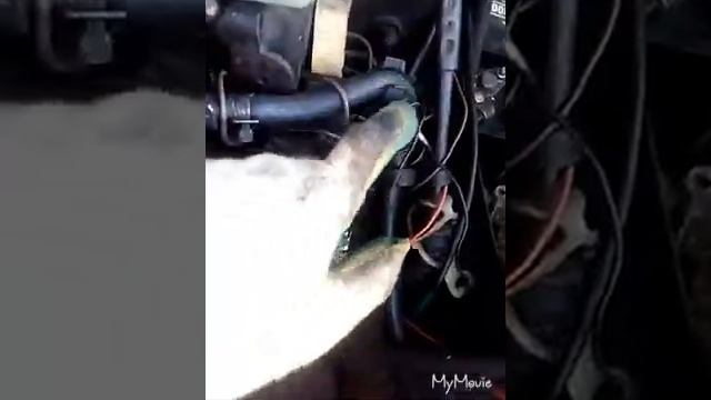 Замена воздушного и салонного фильтра на Т4,фольцваген,ответы на вопросы смотреть онлайн