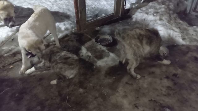 alabai dog239#alabai#puppies young in winter 2023aggressive alpha, fight смотреть онлайн