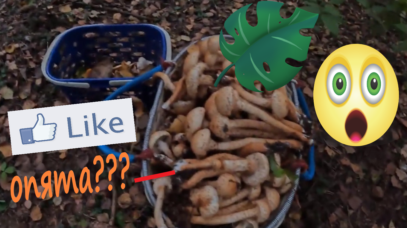 Осенний поход в лес Кишкино. Нашли подберёзовики, лисички и опята! смотреть онлайн