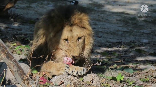 Zoo Animals for Kids смотреть онлайн