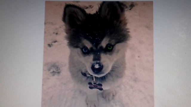 Топ 10 самых милых животных смотреть онлайн