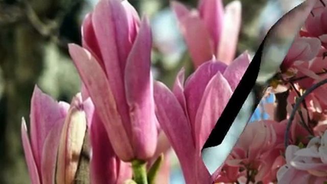 МАГНОЛИЯ/ УНИКАЛЬНО ЦВЕТУЩЕЕ ДЕРЕВО. смотреть онлайн