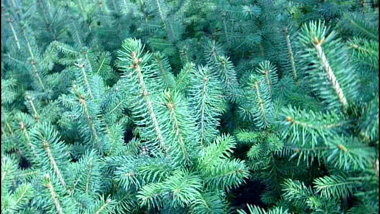 Выращивание ели голубой 5-ти летка (часть 4 - выкопка ели). Корневая система ели колючей смотреть онлайн