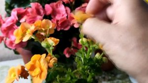 Бегония элатиор в зимнее время, уход и содержание