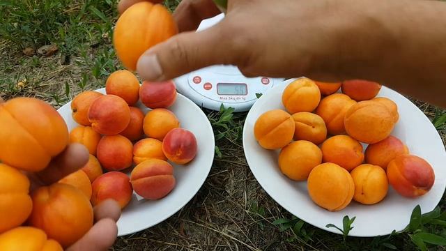 Абрикос Харостар Harostar