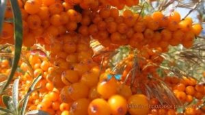 Облепиха мужской Гном (hippophae rhamnoides gnom) ? Гном обзор: как сажать, саженцы облепихи Гном