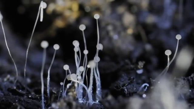 Sporulating Soil Fungi time lapse смотреть онлайн