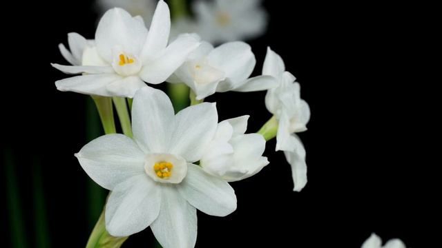 Narcissus Papyraceus / Weihnachts-Narzisse / Paperwhite