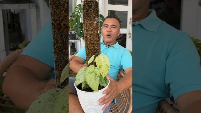 Tips Perawatan Scindapsus Jade Satin Varigated Mint смотреть онлайн