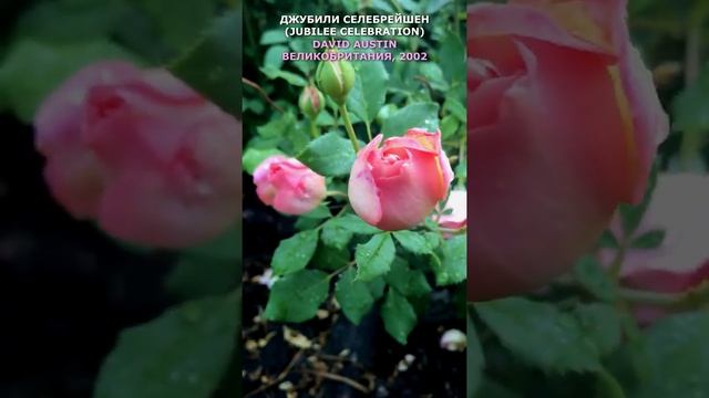 Роза Джубили селебрейшен в моем саду 28.07.21 г. (Austin, 2002). Jubilee Celebration Rose. #shorts, смотреть онлайн