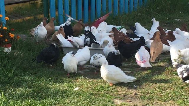 Рассуждение в слух Ч-2 смотреть онлайн