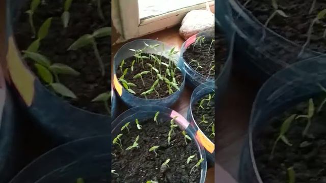 Перец, баклажаны 2 недели после посадки. смотреть онлайн