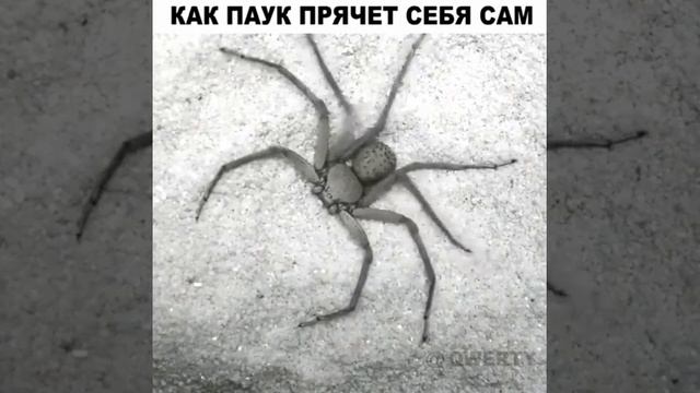Как паук прячет себя сам смотреть онлайн