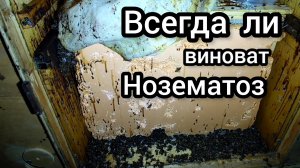 Пчелы опоносились. Понос у пчел и нозематоз это не одно и тоже. Какой результат показала полынь .