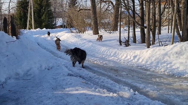 Прогулка в солнечный день, неугомонные собаки и очередной проект смотреть онлайн