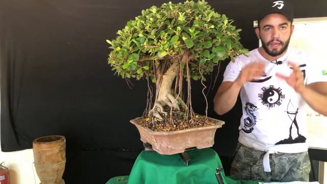 🔴LIVE 🌳 FIGUEIRA - FICUS PANDA - BONSAI De Ficus Panda