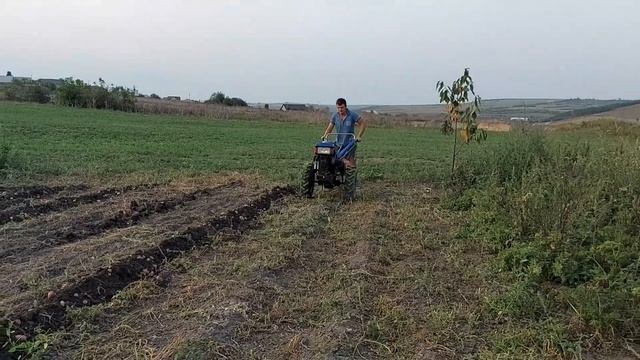 Копаем картошку легко плугом Zubr-10 смотреть онлайн