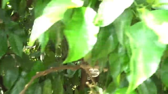 Влог из Сочи #2 / Пляж / Дерево дружбы / Дача Сталина смотреть онлайн