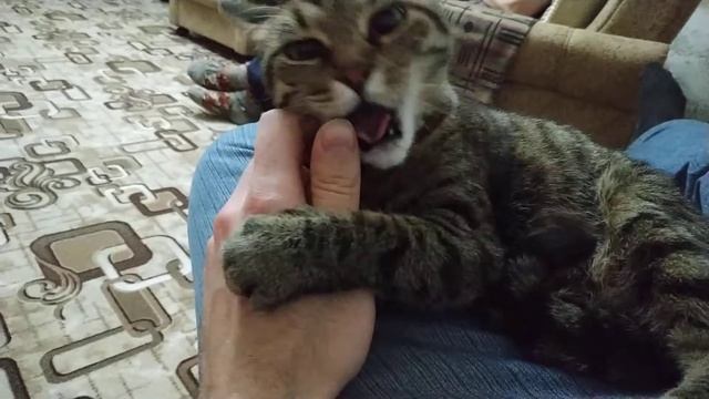 Кошка кусает руку которая пахнет хлоркой, и балдеет от неё смотреть онлайн