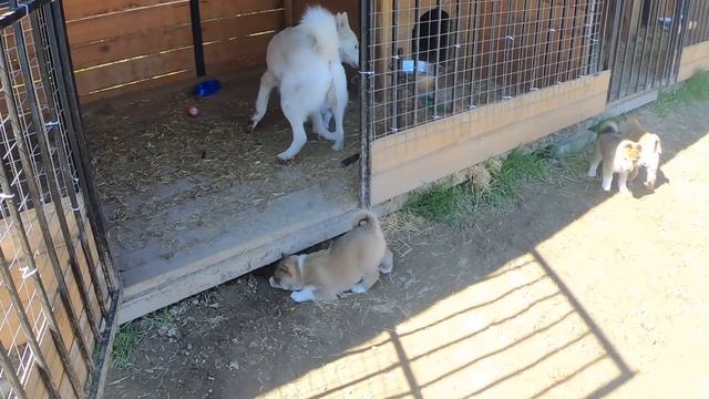 С утра щенки и лайки на прогулку смотреть онлайн