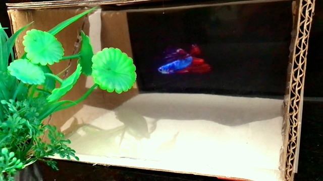 Cute colorful betta Fish with Holographic projector with paper shells and clear plastic смотреть онлайн