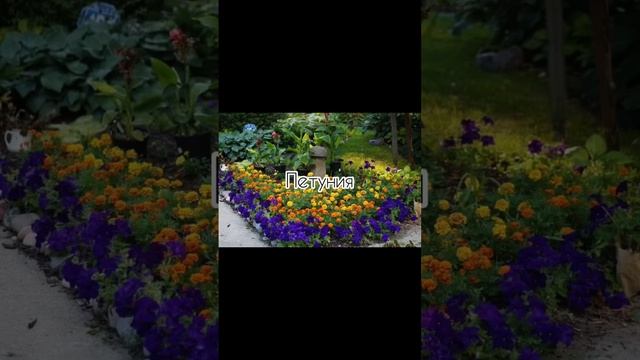 С чем посадить бархатцы? Ваши предложения в комментариях #посев #рассада #бархатцы смотреть онлайн