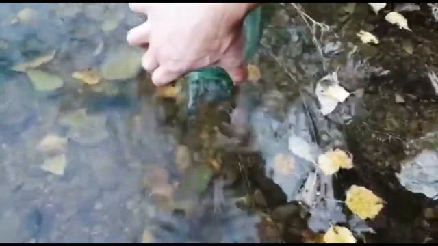 Зарыбление местного водоема судаком 10 сентября 2019г смотреть онлайн