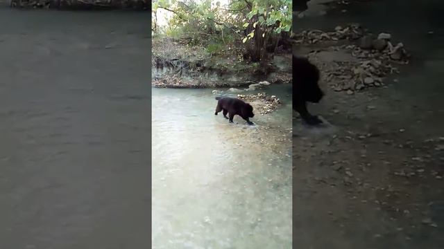 Ньюфаундленд Рафаэль смотреть онлайн