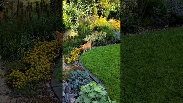 Как нужно себя вести в саду! Кот показывает пример! Прогулка по саду летом! смотреть онлайн