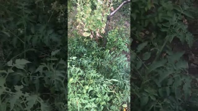 Кустовой томат 2021 открытый грунт без полива и подкормок смотреть онлайн