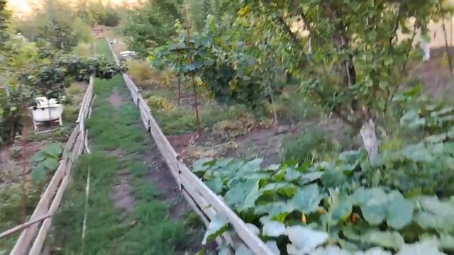 Чёрные Лебеди, Голуби, Журавли, Каменная Куропатка, Фазаны / Black Swans, Doves, Cranes, Pheasants смотреть онлайн