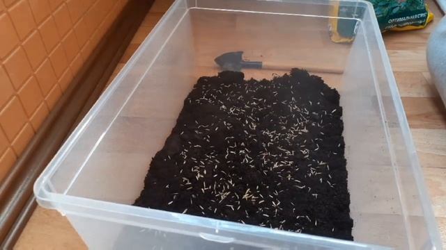 Поймал и завёл ящерку дома! ? (Всё о ящерицах).