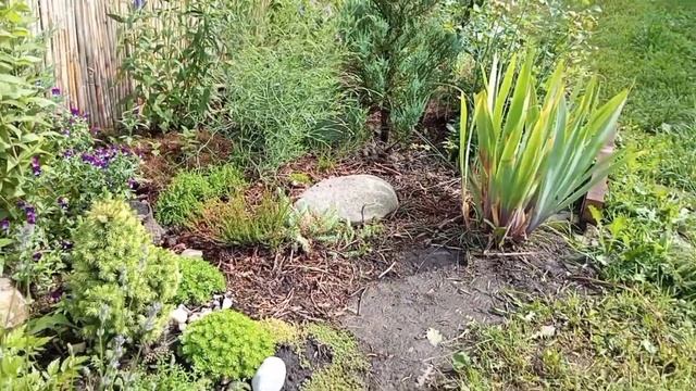 Прогулка по саду. /Часть 1./ Зацветают розы. Новая часть сада с горкой для суккулентов. смотреть онлайн
