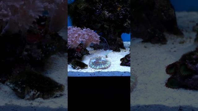 Кормление фунгии и креветка смотреть онлайн