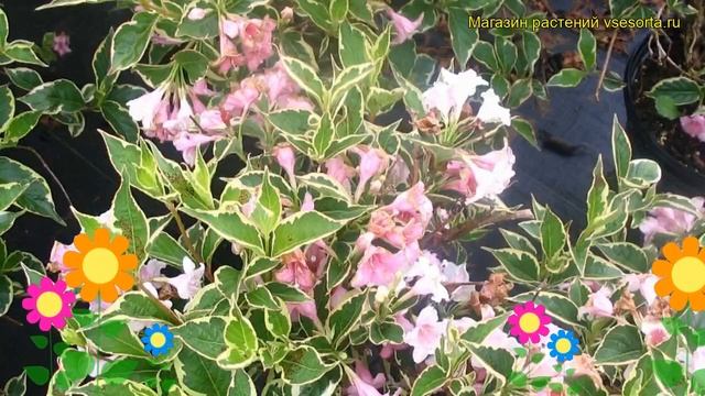 Вейгела цветущая Нана Вариегата. Краткий обзор, описание weigela florida Nana Variegata смотреть онлайн