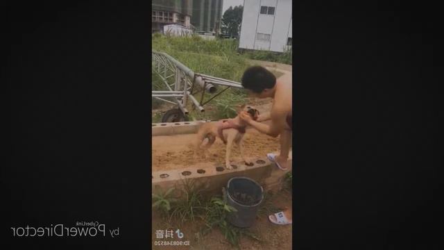 Самое популярное видео в интернете ♥ Забавные животные ♥ Забавные моменты с собаками, кошками и жив смотреть онлайн