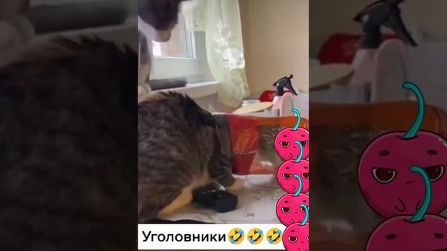 Отвлекись и улыбнись!