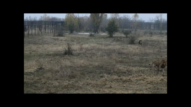 Уже уникальные кадры кормления львов! Already unique video of lions feeding! смотреть онлайн