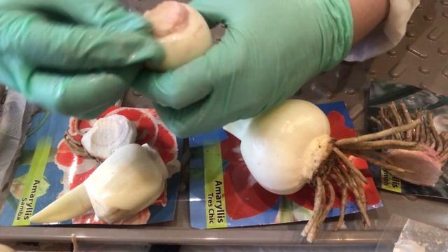 Гиппеаструмы (Амариллисы). Чистка. Обработки. Посадка. 24.03.23 смотреть онлайн