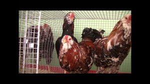Куры орловской породы. Хозяйство Анатолия Бобкина