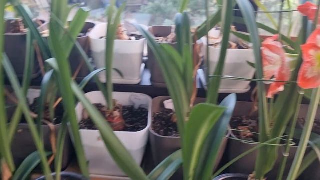 доцветает гиппеаструм Minerva